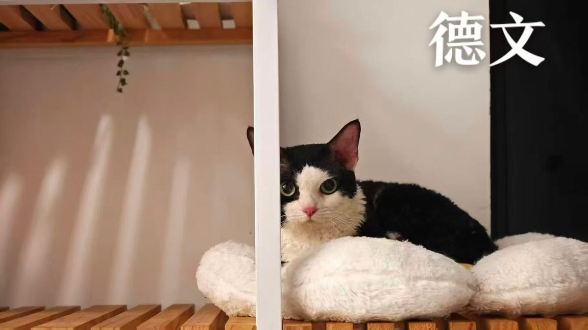 德文