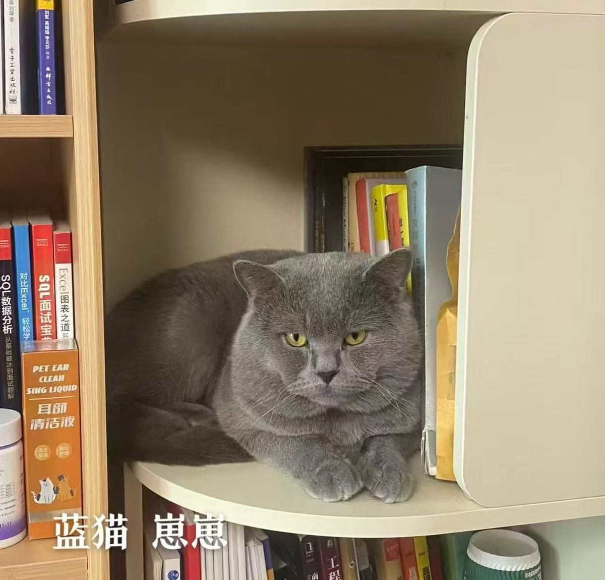 崽崽